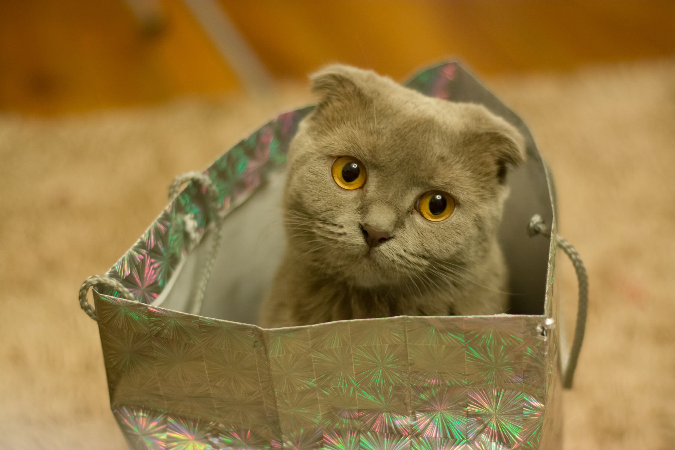 Let the cat out of the bag